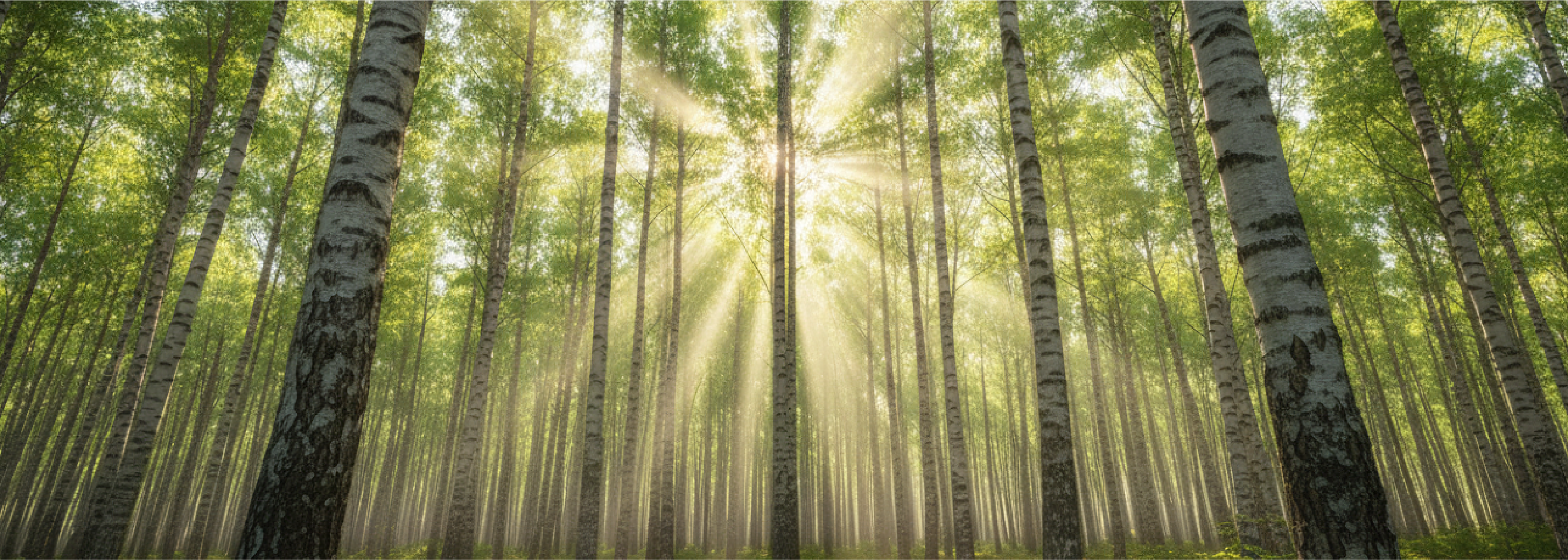 Natural birch regeneration under Finland’s continuous cover forestry system promoting long-term forest resilience