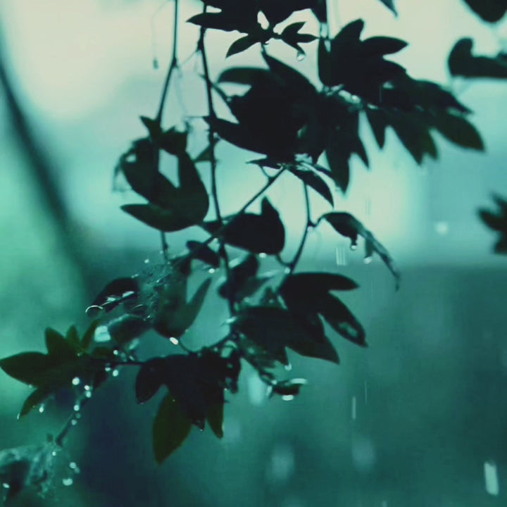 Hicooo® | Wooden Rainmaker